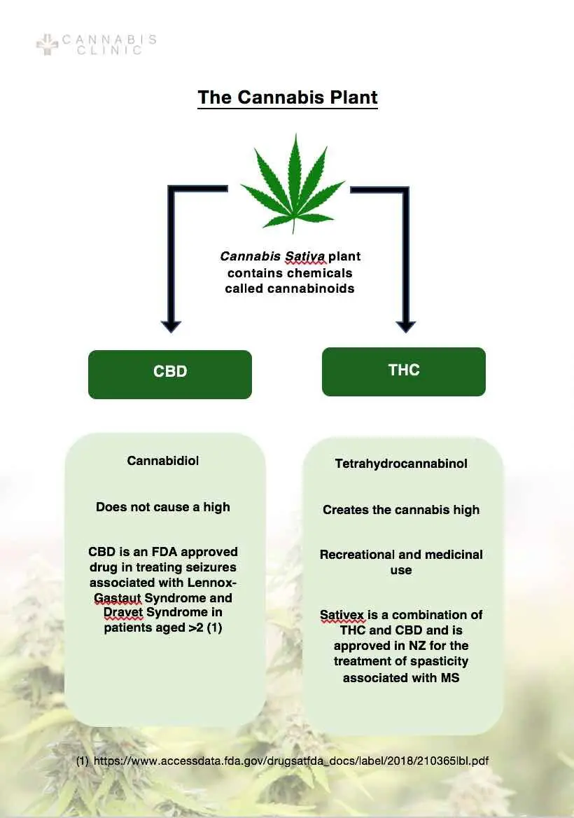 The cannabis plant