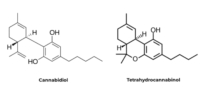 Hemp & Marijuana | Cannabidiol | Tetrahydrocannabinol | Cannabis Clinic