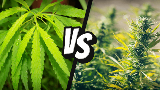 Hemp vs Marijuana | Cannabis Clinic