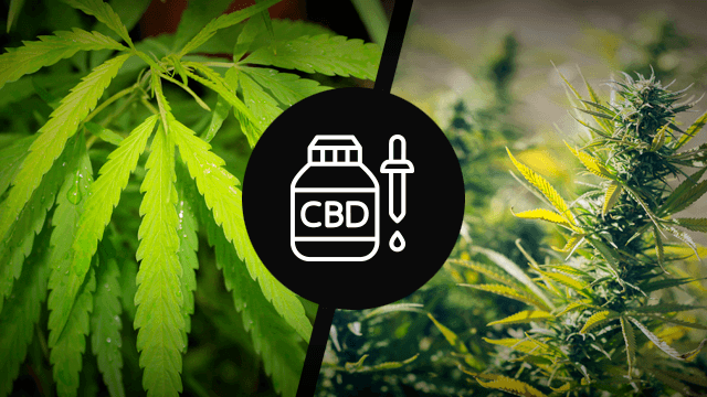 difference between hemp and marijuana