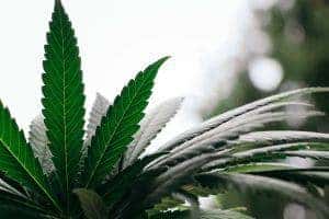 Supplying Medicinal Cannabis & CBD Oil in NZ