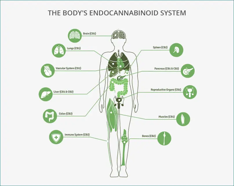 medicinal cannabis
