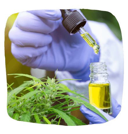 Benefits of hemp seed oil