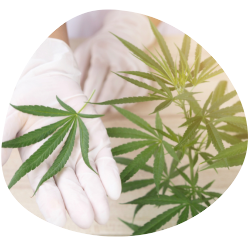 Medicinal cannabis leaf held by doctors hand in glove