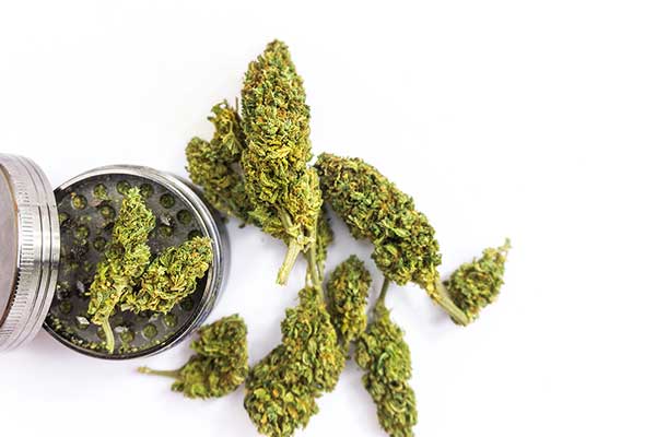 medicinal cannabis flower in grinder