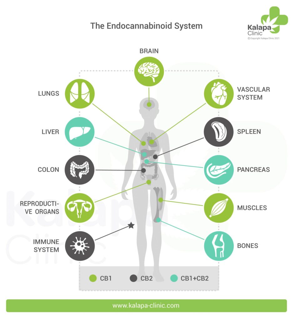 the endocannabinoid system