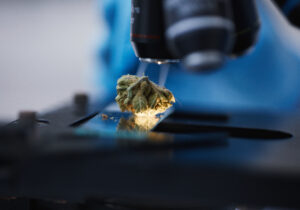 Science behind medicinal cannabis
